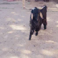 تروشت
