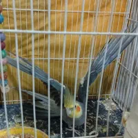 پرنده