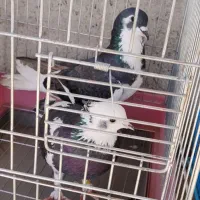 کفتر پرشی .چادری
