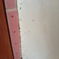 سمپاشی وموریانه زدای
