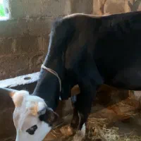 ورزا کوله  گاو ورزا