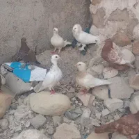 کبوتر زرنگ سرحال
