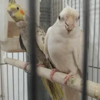 جفت عروس هلندی