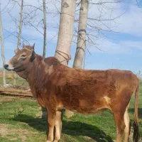 لیشه ۷ ماه شکم گاو گوساله اول