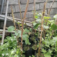 نهال|گل و گیاه طبیعی|کتالم و سادات شهر, |دیوار