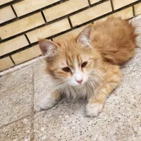 یک عددگربه خانگی