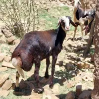 معاوضه ماشین بامیش تخمی وبره