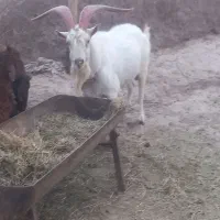 دونه اپهاب