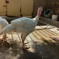 باقلمون گوشتی