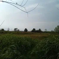 19-هزار-متر-زمین-شالیزار-900-متر-مسکونی-در-شفت