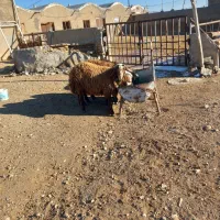 بره