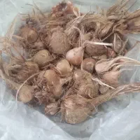 پیاز زعفران