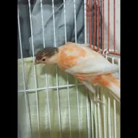 طوطی قناری سالم