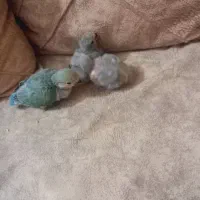 جوجه کوتوله