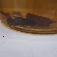 ماهی فایتر|ماهی|شیراز, شهرک فرهنگیان|دیوار