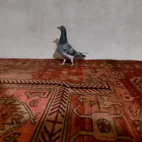 کفتر|پرنده|بستان آباد, |دیوار