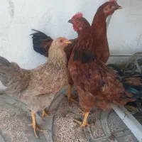 سه عدد مرغ و خروس رسمی