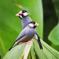 جوجه سرلاکی فنج بلبلی یا همون فنج مصری