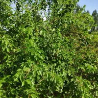 توت قرمز وشاه توت به( ۹۰م) به اجاره واگذارمیگردد