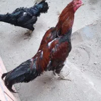 خروس لاری