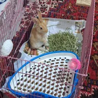 خرگوش یک ماهه