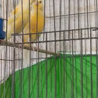 سلام جوجه قناری تعداد۶