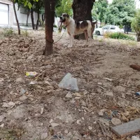 سگ نر نگهبان