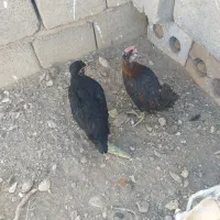 جوجه ومرغ تخم گذار
