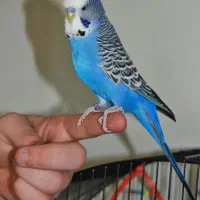 مرغ عشق