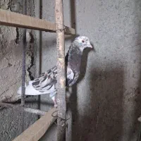 کبوتر هما سرور