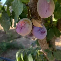 فروش میوه سردرختی آلوی حاج حسنی و کبرایی