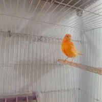 جفت قناری رد فاکتور