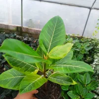 فروش گل و گیاه
