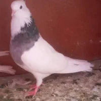 طوقی
