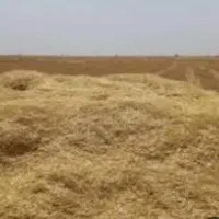 کاه گندم دیم وکندم دیم