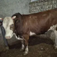 گوساله نرچاق دورگ سیمینتال