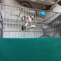 سهره ***