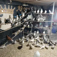 کفتر کاشونی