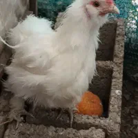 جوجه ابریشمی فول پر