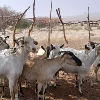 فروش بز گوسفند