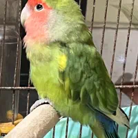 طوطی کوتوله جفت