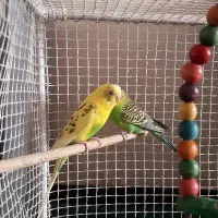 مرغ عشق|پرنده|اصفهان, حصه جنوبی|دیوار
