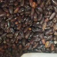 بذر لوبیا سبز و لوبیا قرمز