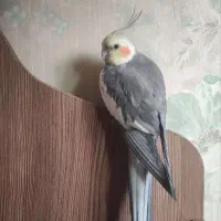 فروش یک عدد عروس هلندی نر