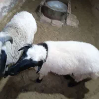 بره