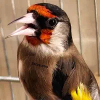 جوجه سهره خ ا ک ی