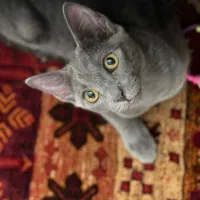واگذاری گربه اسکاتیش