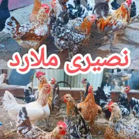 تخم‌مرغ نطفه‌دارگلین‌لری|حیوانات مزرعه|کرج, ملارد|دیوار