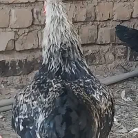مرغ وخروس