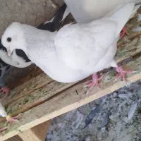 نه تا کبوتر طوقی آبی یکی سفید